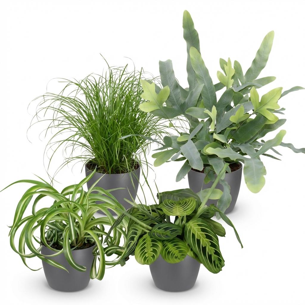 Green boutiQ, Zimmerpflanze, Chlorophytum, Cyperus, Phlebodium, Marantha, Mix aus 4, Haustierfreundliche Pflanzen, Grün, Topf 12cm, Höhe 25cm