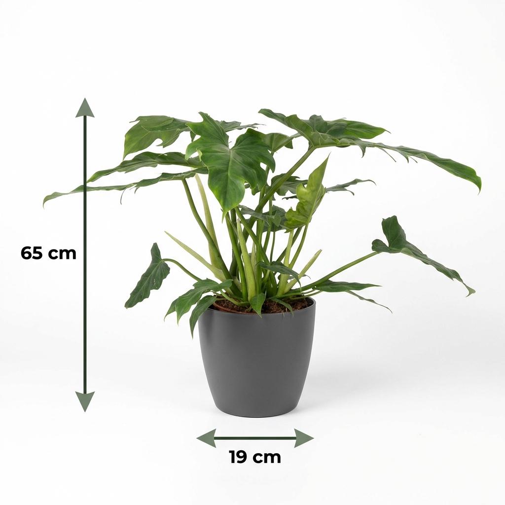 Philodendron Lacerum, Grün, Pflegeleicht, 1 Pflanze, Inklusive grauem Topf, Topf Ø19 cm, 65 cm