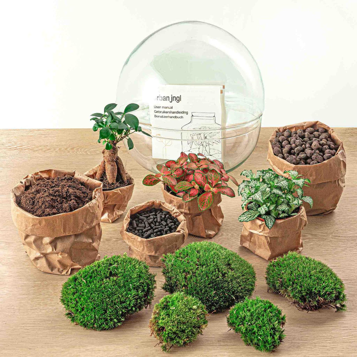 Flaschengarten – Dome XL – Ficus Ginseng Bonsai – 30 cm – Rechen + Schaufel