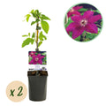 Kletterpflanze, Clematis Westerplatte, Blüte Rot, Pflegeleicht, 2 Pflanzen, Topf 11 cm 40 cm