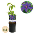 Kletterpflanze, Clematis Mrs. N. Thompson, Blüte Rosa, Wenig Pflege, 2 Pflanzen, Topf 11 cm 40 cm