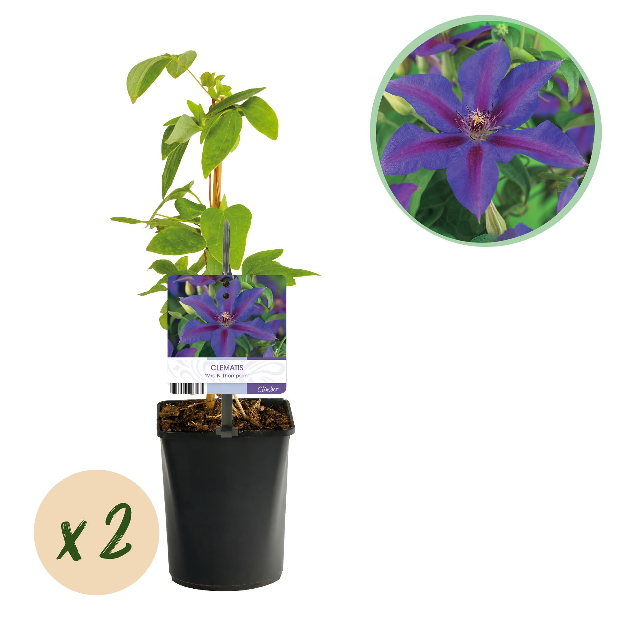 Kletterpflanze, Clematis Mrs. N. Thompson, Blüte Rosa, Wenig Pflege, 2 Pflanzen, Topf 11 cm 40 cm
