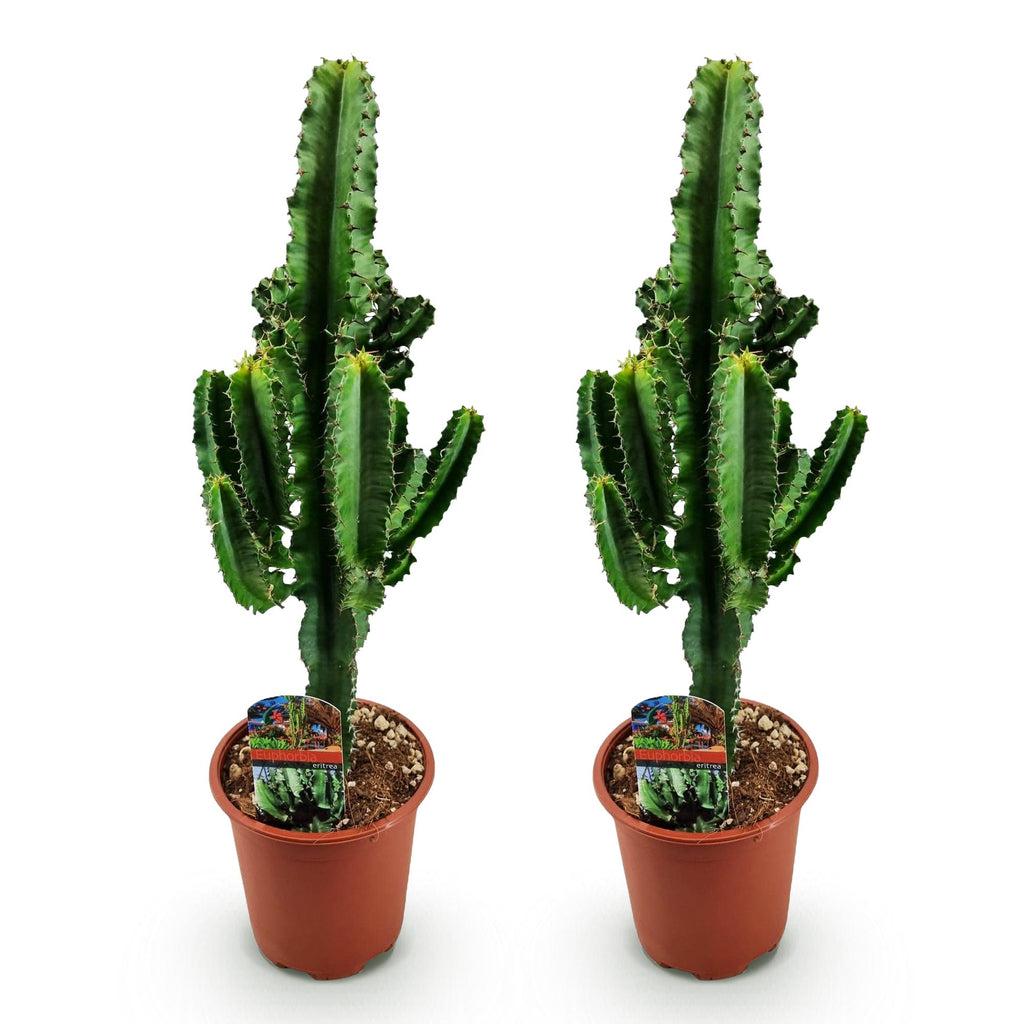 Euphorbia eritrea, Afrikanischer Milchbaum, Wenig Pflege, Grün, 2, Topf 17 cm, 60 cm