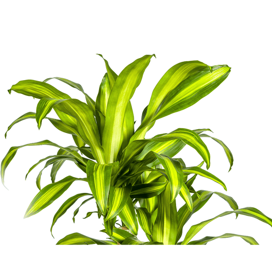 Dracaena Fragrans Massangeana Karussell Ø30cm - ↕130 - 150cm - Botanic-Vibes