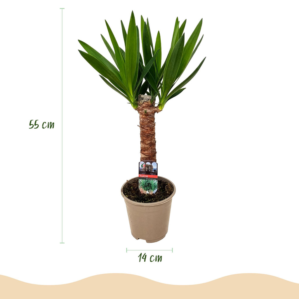 Yucca elephantipes, Yucca, Pflegeleicht, Grün, 2, Topf 14 cm, 55 cm