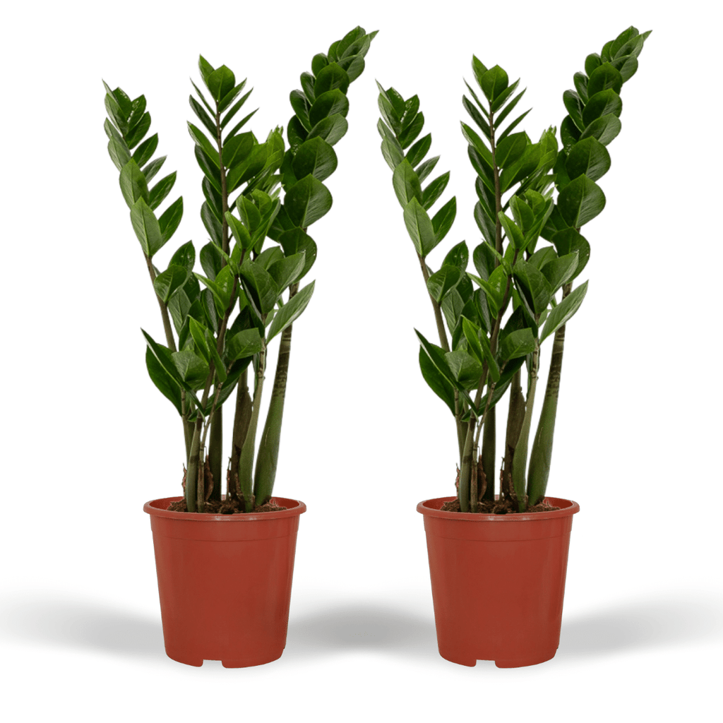 2x Zamioculcas Zamiifolia, Smaragdpalme, 50 cm, Ø14 cm