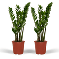 2x Zamioculcas Zamiifolia, Smaragdpalme, 50 cm, Ø14 cm