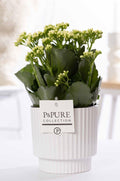 Kalanchoe Weiß In P&PURE Ivy Ceramics, Ø12 cm, 27 cm
