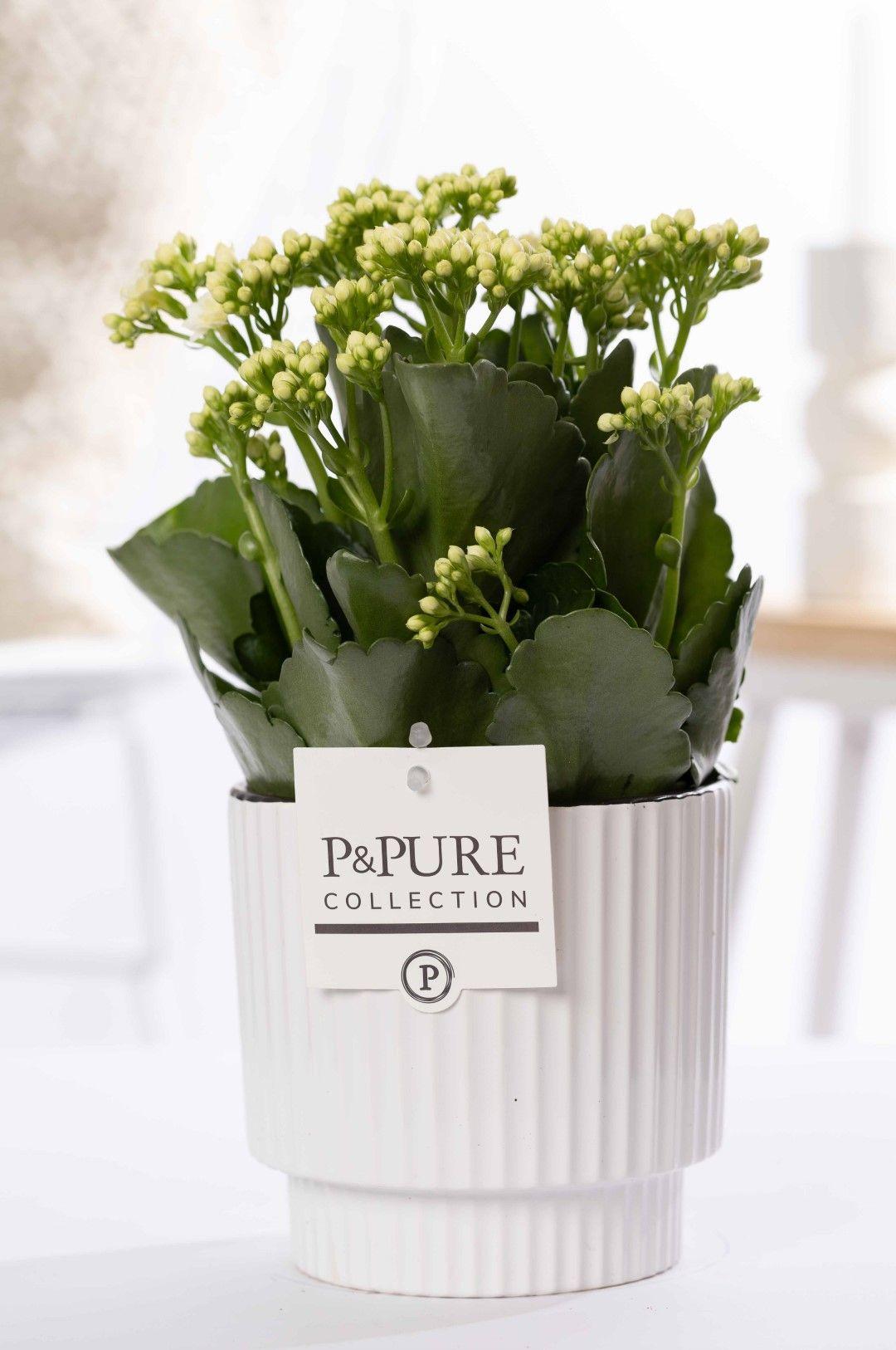 Kalanchoe Weiß In P&PURE Ivy Ceramics, Ø12 cm, 27 cm
