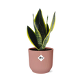 Sansevieria Futura Superba im ELHO Vibes Fold, 14 cm, rosa