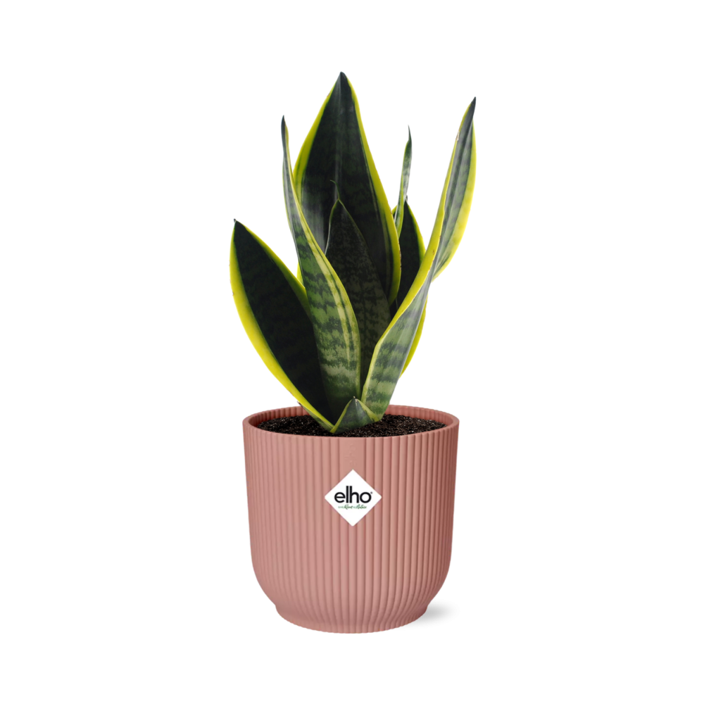 Sansevieria Futura Superba im ELHO Vibes Fold, 14 cm, rosa