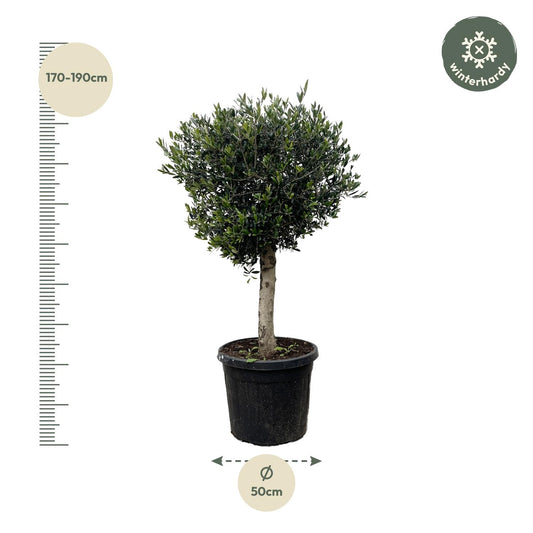 Olea europaea Lorc – 180 cm – Ø50
