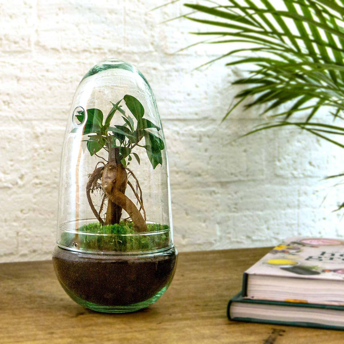 Flaschengarten – Egg Bonsai – 25 cm - Botanic-Vibes