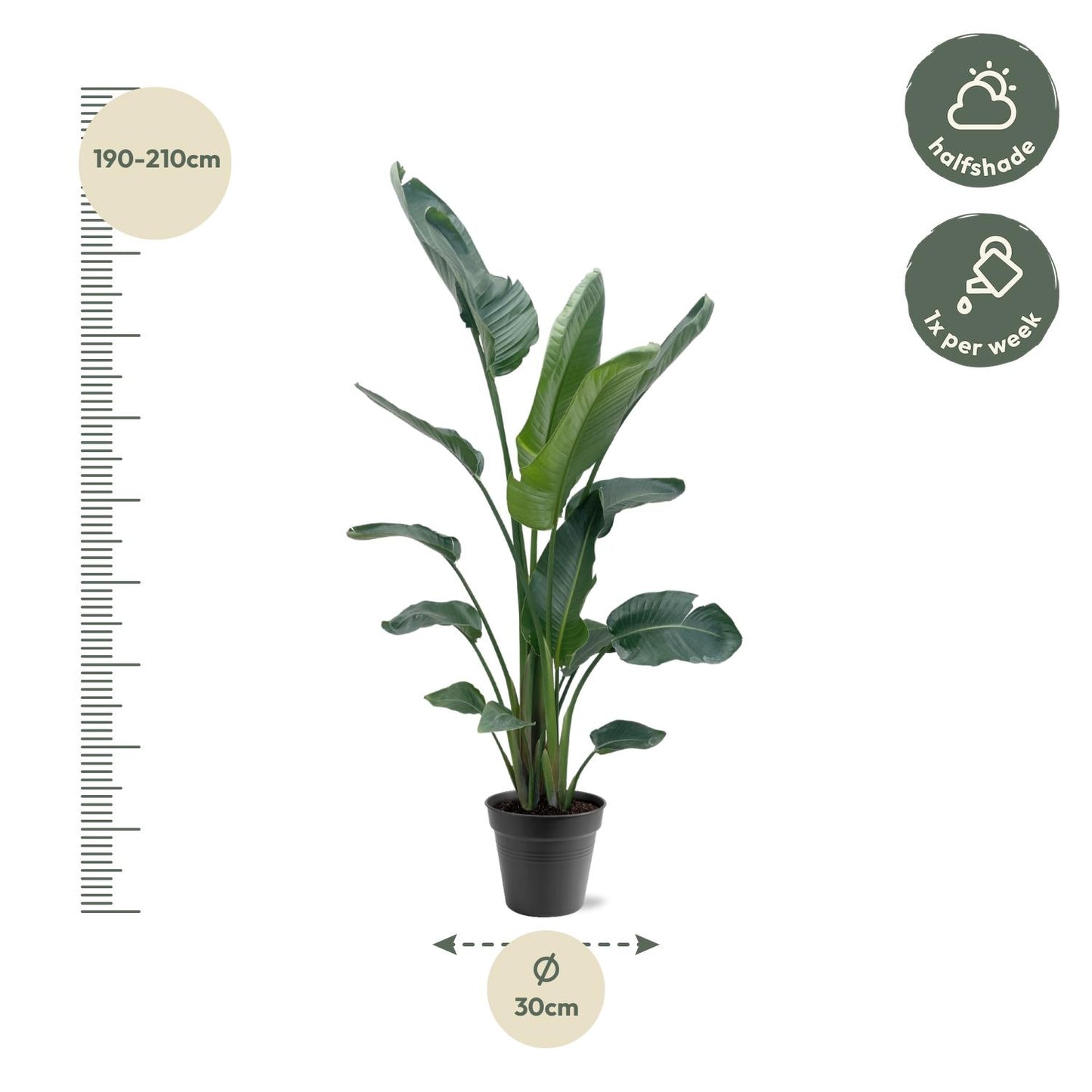 Strelitzia nicolai XXL – 190 – 225 cm – Ø27–Ø30