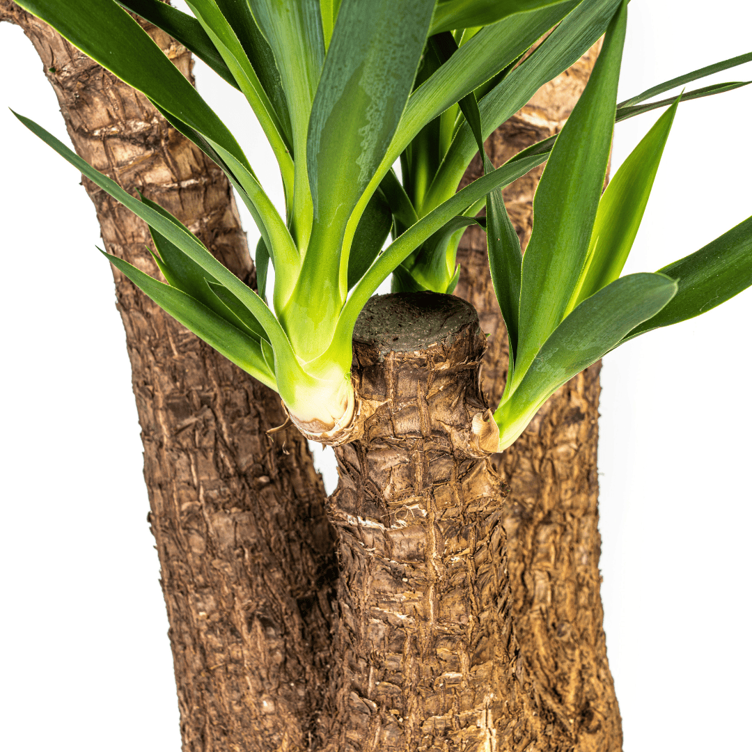 Yucca Elephantipes Verzweigt Ø24cm - ↕80-100cm - Botanic-Vibes
