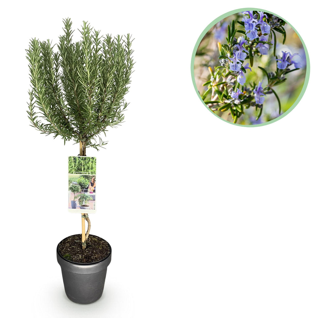 Stamm Pflanze, Rosmarinus officinalis, Terrassen Pflanze, Immergrün, Winterhart, Lila Blüte, Topf 19 cm 90 cm