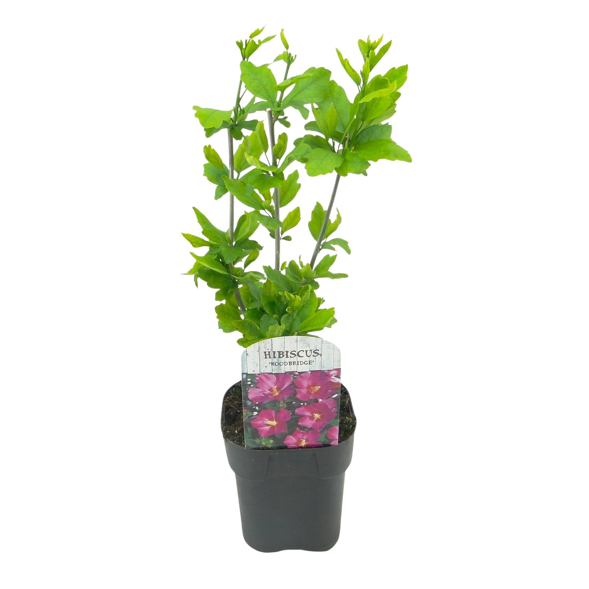 Sträucher, Hibiscus syriacus Woodbridge, Blüte Rosa, 1 Pflanze, Laubabwerfend, Pflegeleicht, Topf 17 cm 45 cm