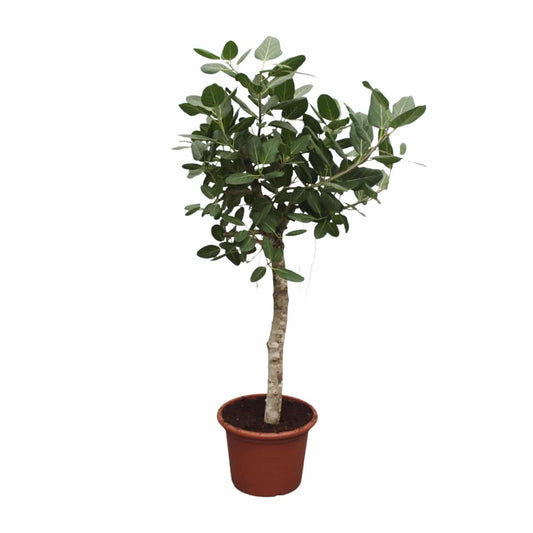 Ficus benghalensis Baum – 200 cm – Ø50 - Botanic-Vibes