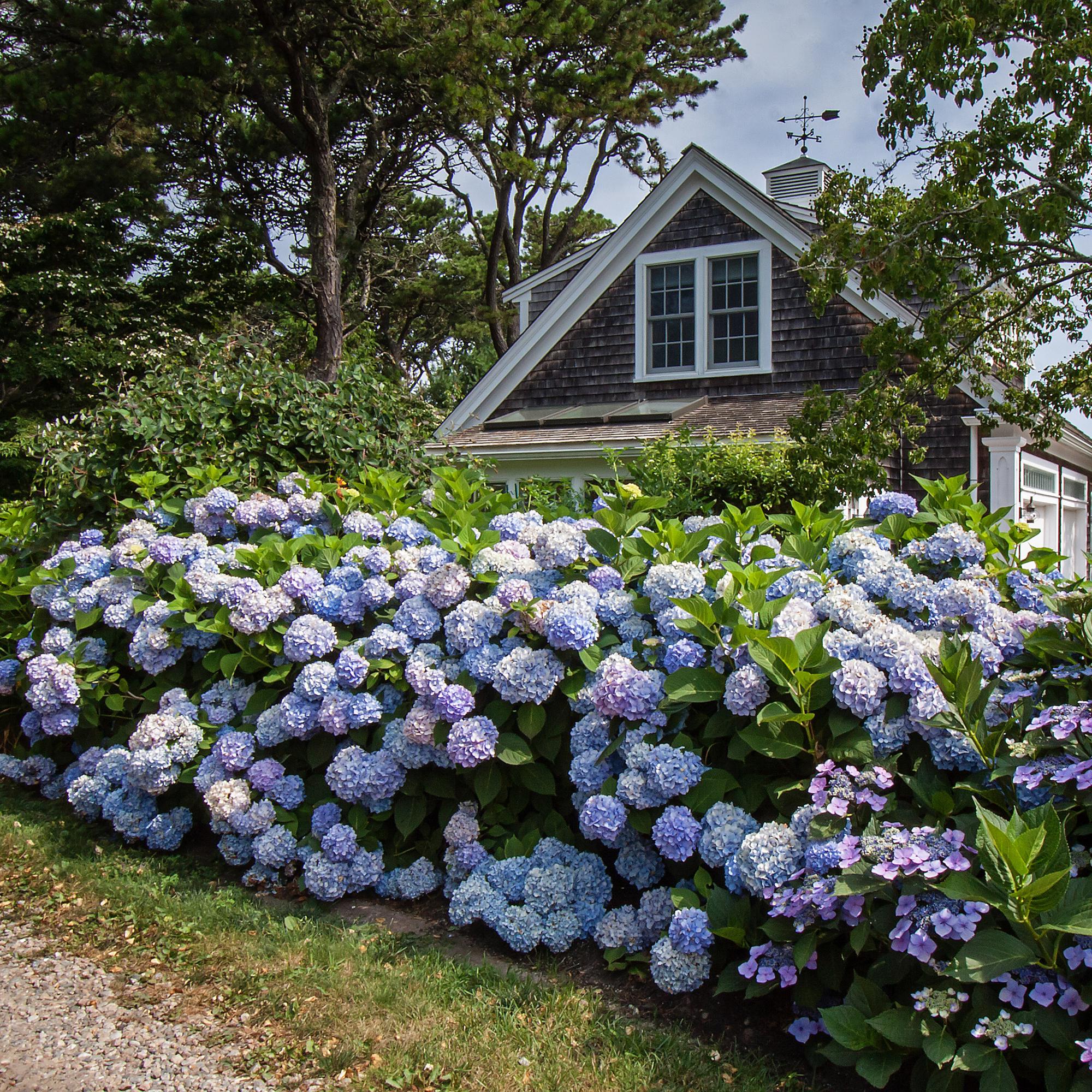 Hydrangea Endles Summer The Orginal Blau, Hortensie, Winterhart, Blau, 1 Pflanze, Topf 14 cm, 20-25 cm