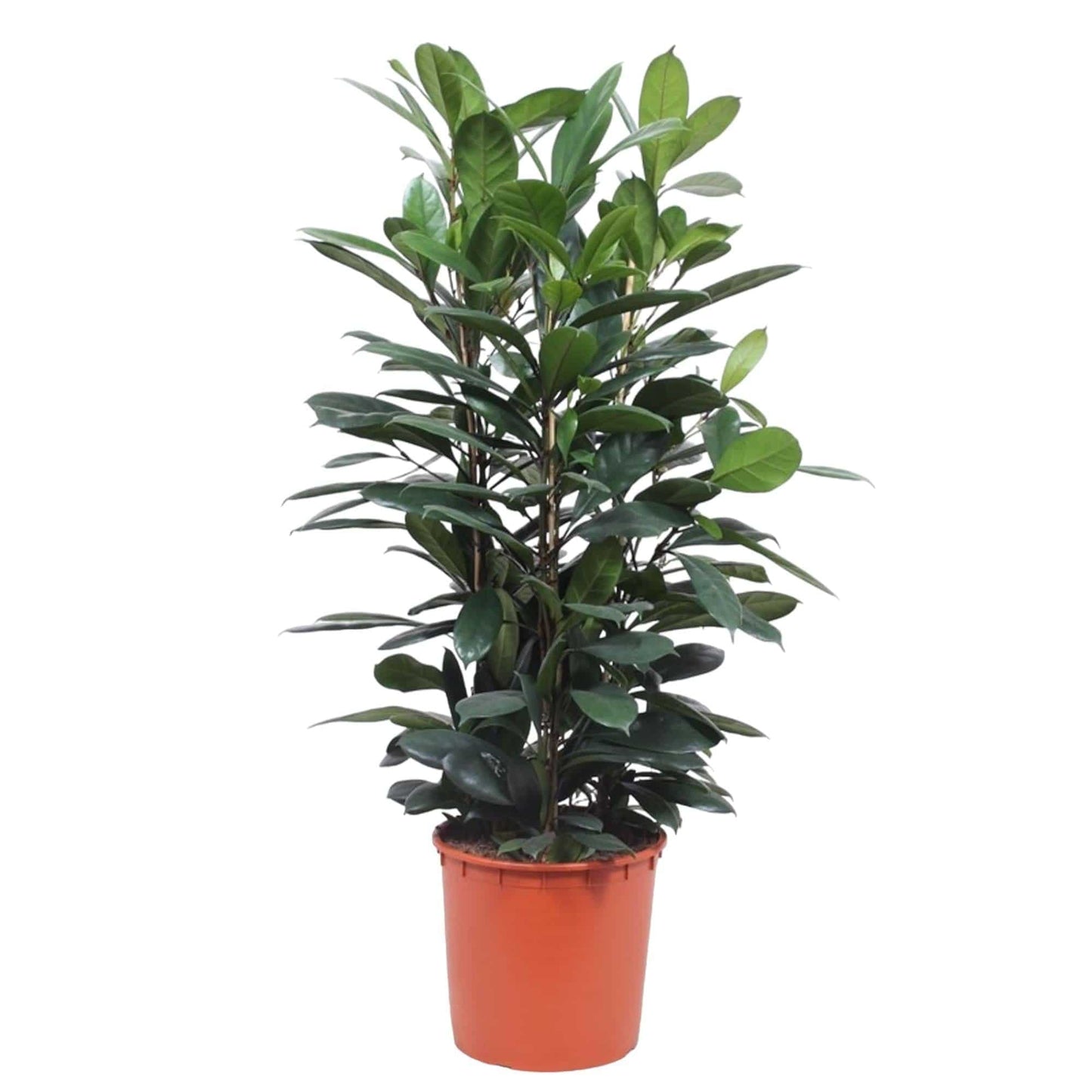 Ficus cyathistipula Strauch – 140 cm – Ø34 - Botanic-Vibes