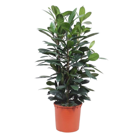 Ficus cyathistipula Strauch – 140 cm – Ø34 - Botanic-Vibes