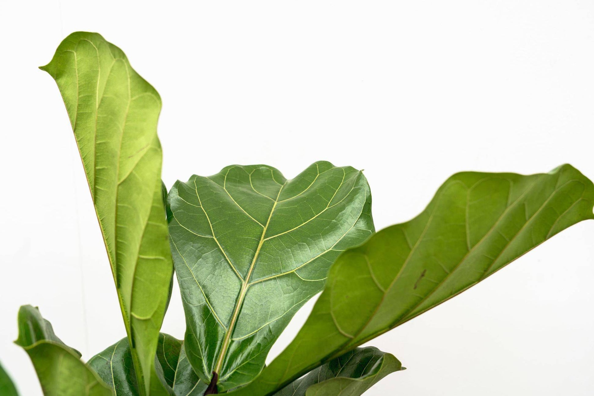 Ficus Lyrata verzweigt XL – 190 cm – Ø32 - Botanic-Vibes