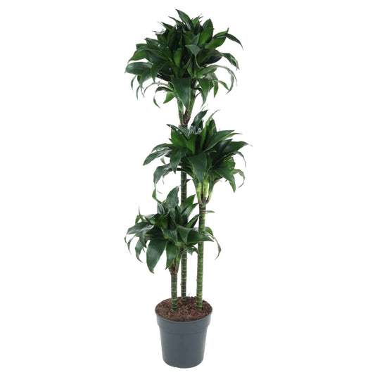 Dracaena Tatuade – 140 cm – Ø24 - Botanic-Vibes