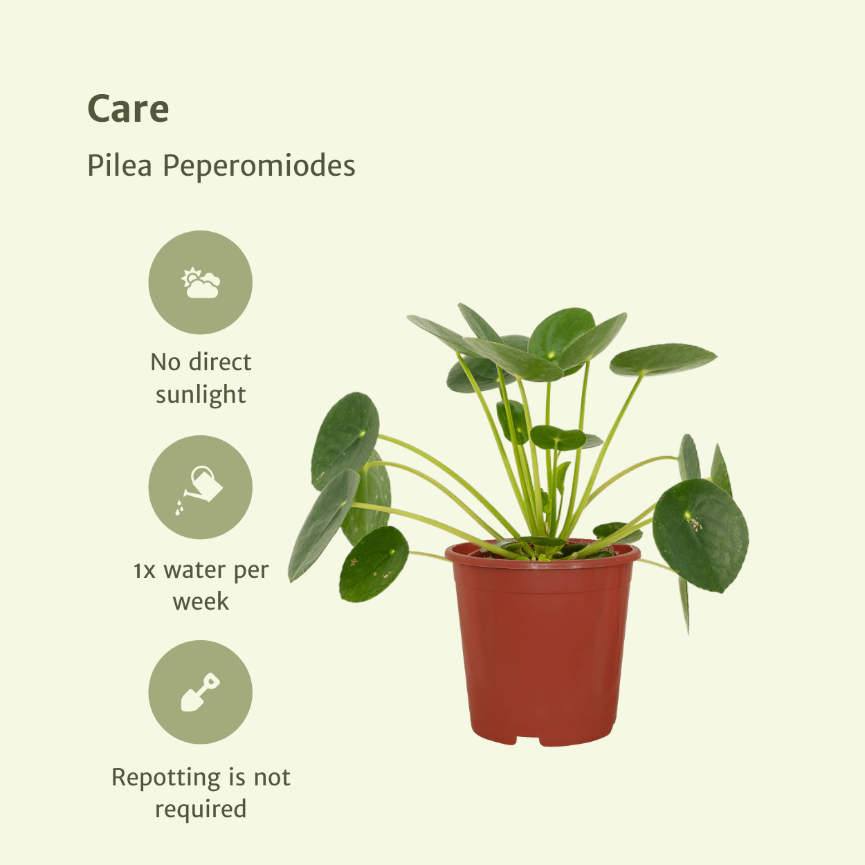 2x Pilea Peperomiodes, Pfannkuchenpflanze, 20 cm, Ø12 cm