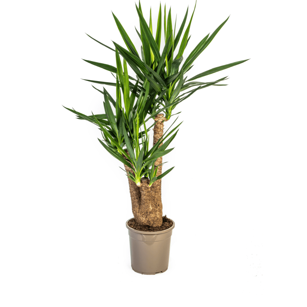 Yucca Elephantipes Verzweigt Ø24cm - ↕80-100cm - Botanic-Vibes
