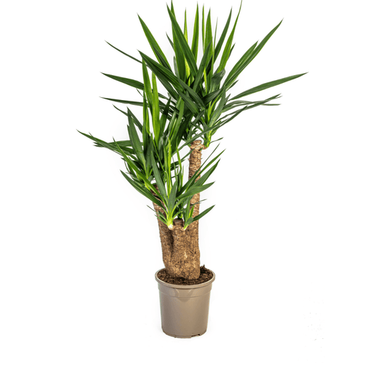 Yucca Elephantipes Verzweigt Ø24cm - ↕80-100cm - Botanic-Vibes