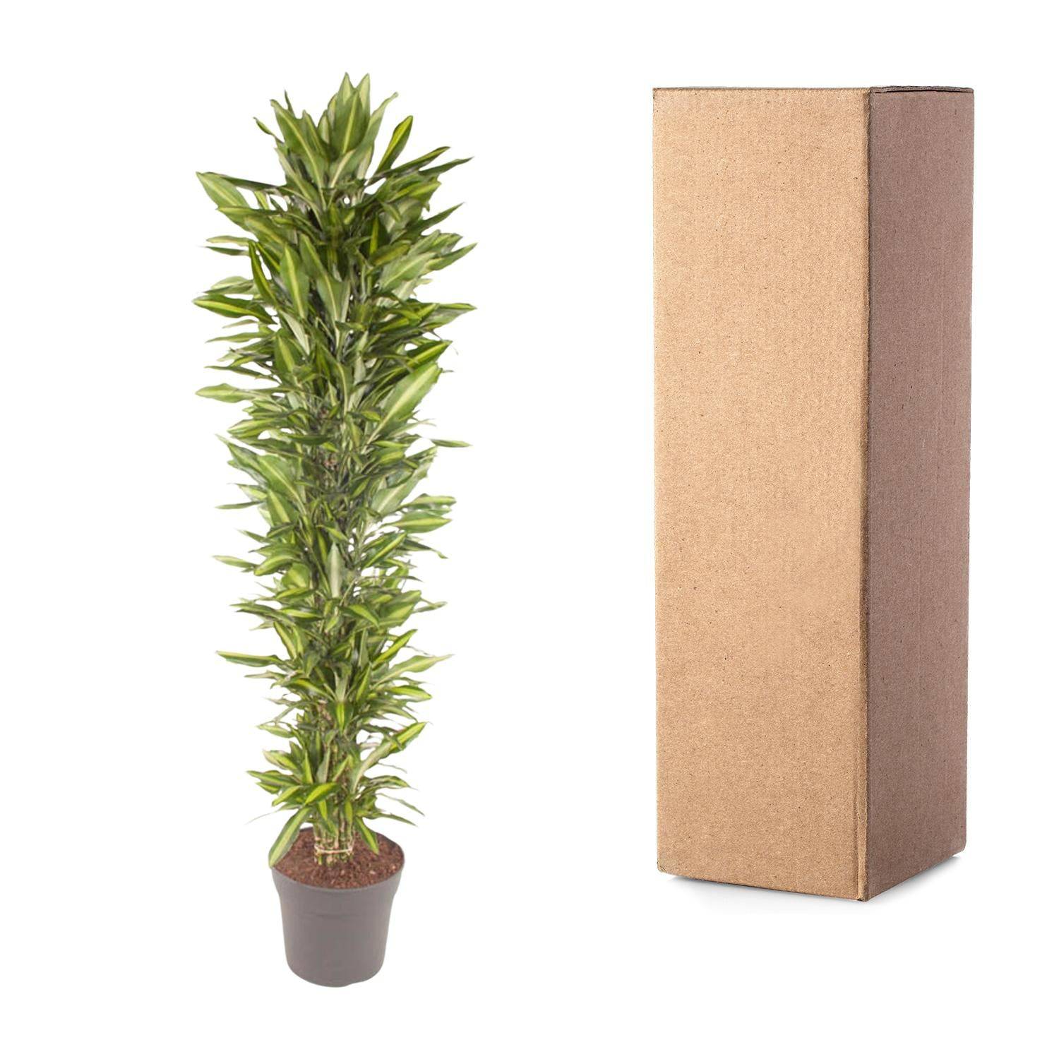 Dracaena cintho verzweigt – 210 cm – ø40 - Botanic-Vibes