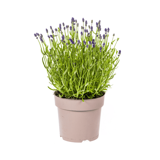Lavandula angustifolia Ø19cm - ↕40 - 50cm - Botanic-Vibes