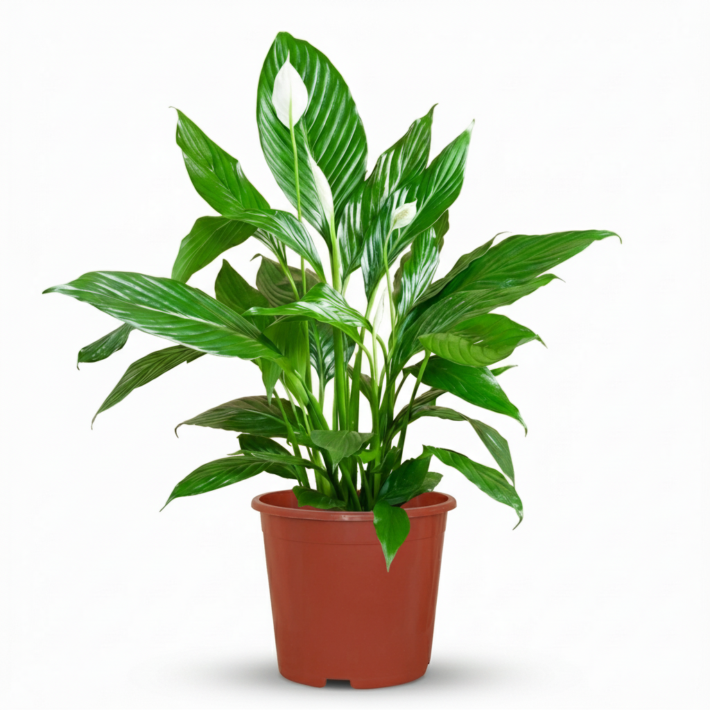 Fleur de lune, Spathiphyllum, Blanc, pflegeleicht, 1 Pflanze, Topf 19 cm, 70-80 cm