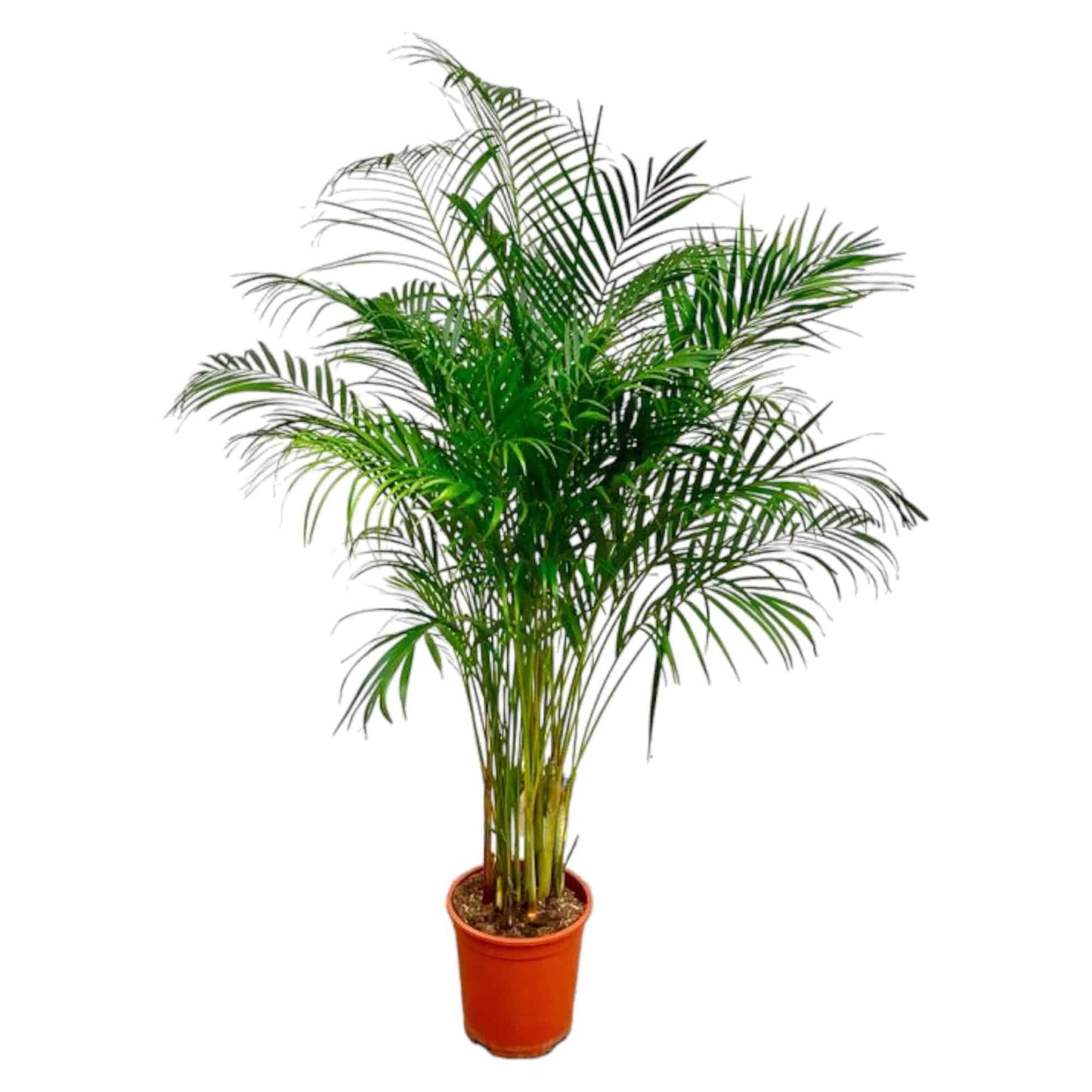 Dypsis lutescens (Areca-Palme) – 180 cm – Ø27 - Botanic-Vibes