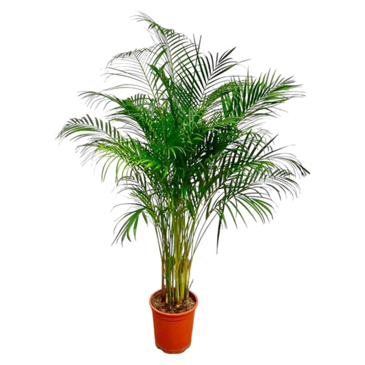 Dypsis lutescens (Areca-Palme) – 180 cm – Ø27 - Botanic-Vibes