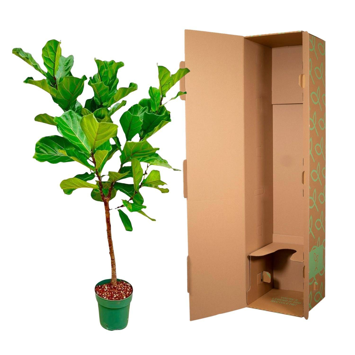 Ficus Lyrata-Stamm – 170 cm – Ø30 - Botanic-Vibes