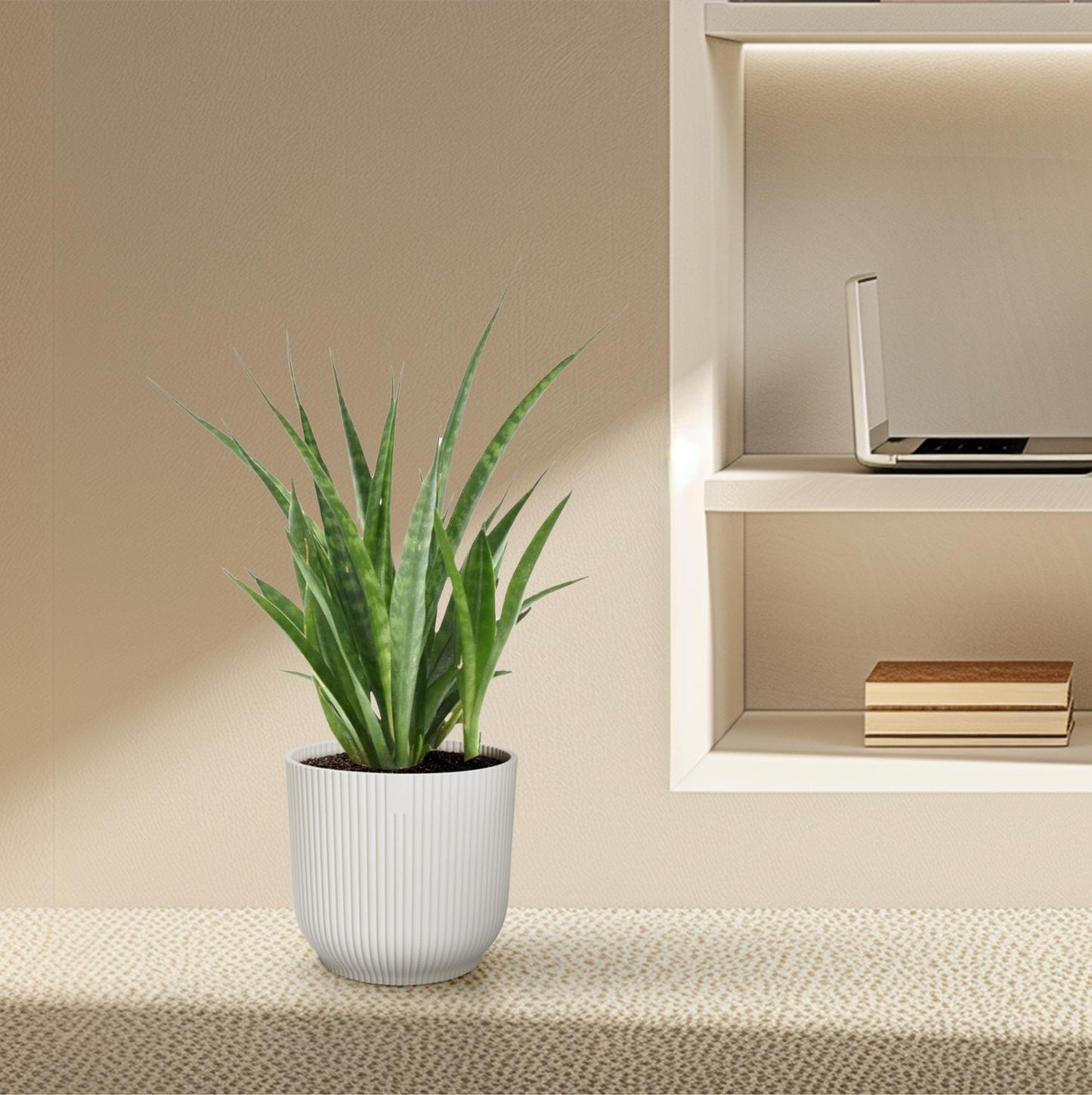 Sansevieria kirkii 'Friends' – 38 cm – Ø12