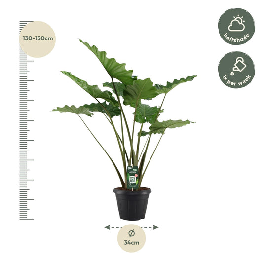 Alocasia Portodora – 140 cm – Ø34