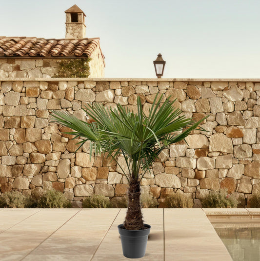 Trachycarpus fortuneii – 220–240cm – Ø45