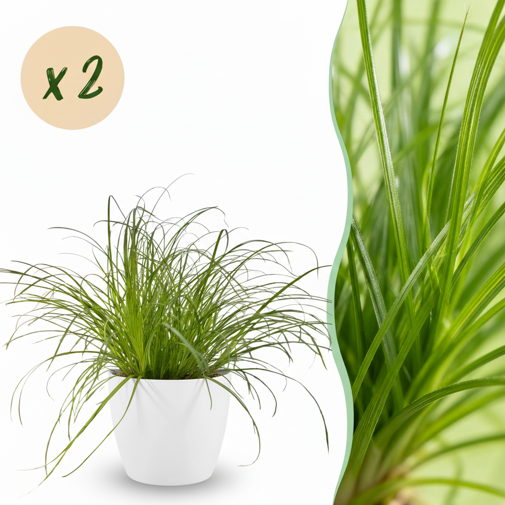 Green boutiQ, Zimmerpflanze, Cyperus alternifolius Zumula, Katzenpflanze, Haustierfreundliche Pflanze, Grün, Topf 12cm, Höhe 20cm