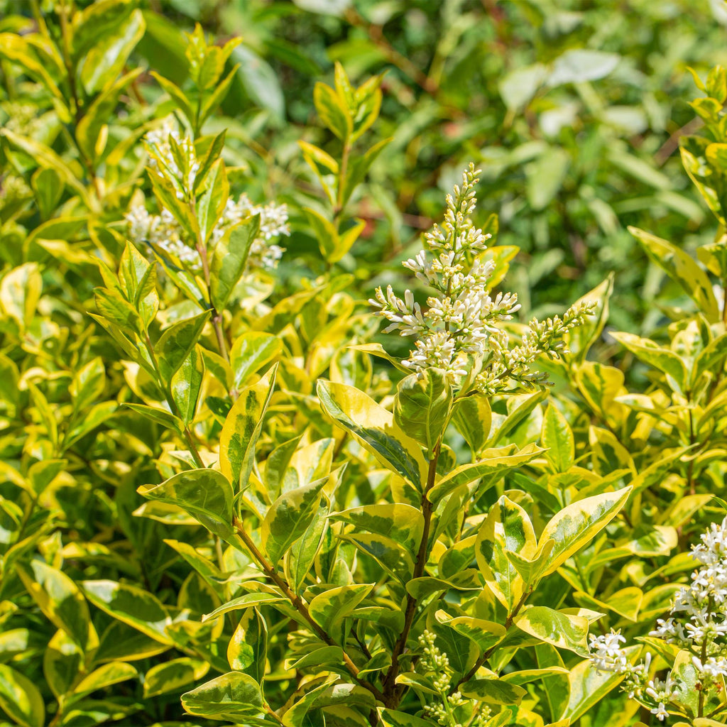 Heckenpflanzen, Ligustrum ovalifolium Aureum, Blätter gelb grün, 8 Pflanzen, 1 laufender Meter, immergrün, Topf 9 cm 35-40 cm