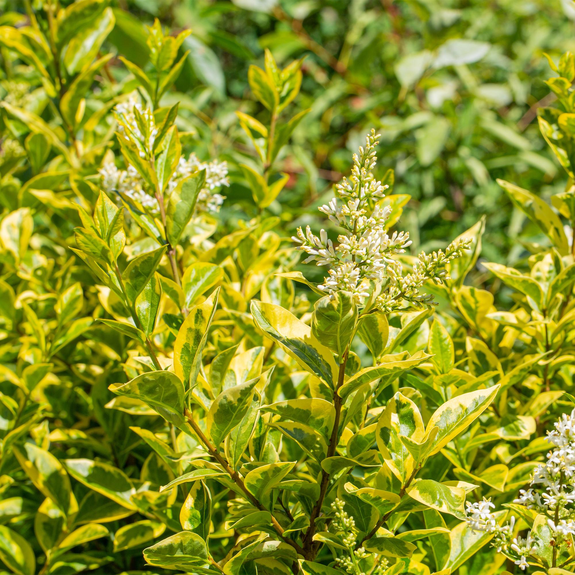 Heckenpflanzen, Ligustrum ovalifolium Aureum, Blätter gelb grün, 8 Pflanzen, 1 laufender Meter, immergrün, Topf 9 cm 35-40 cm