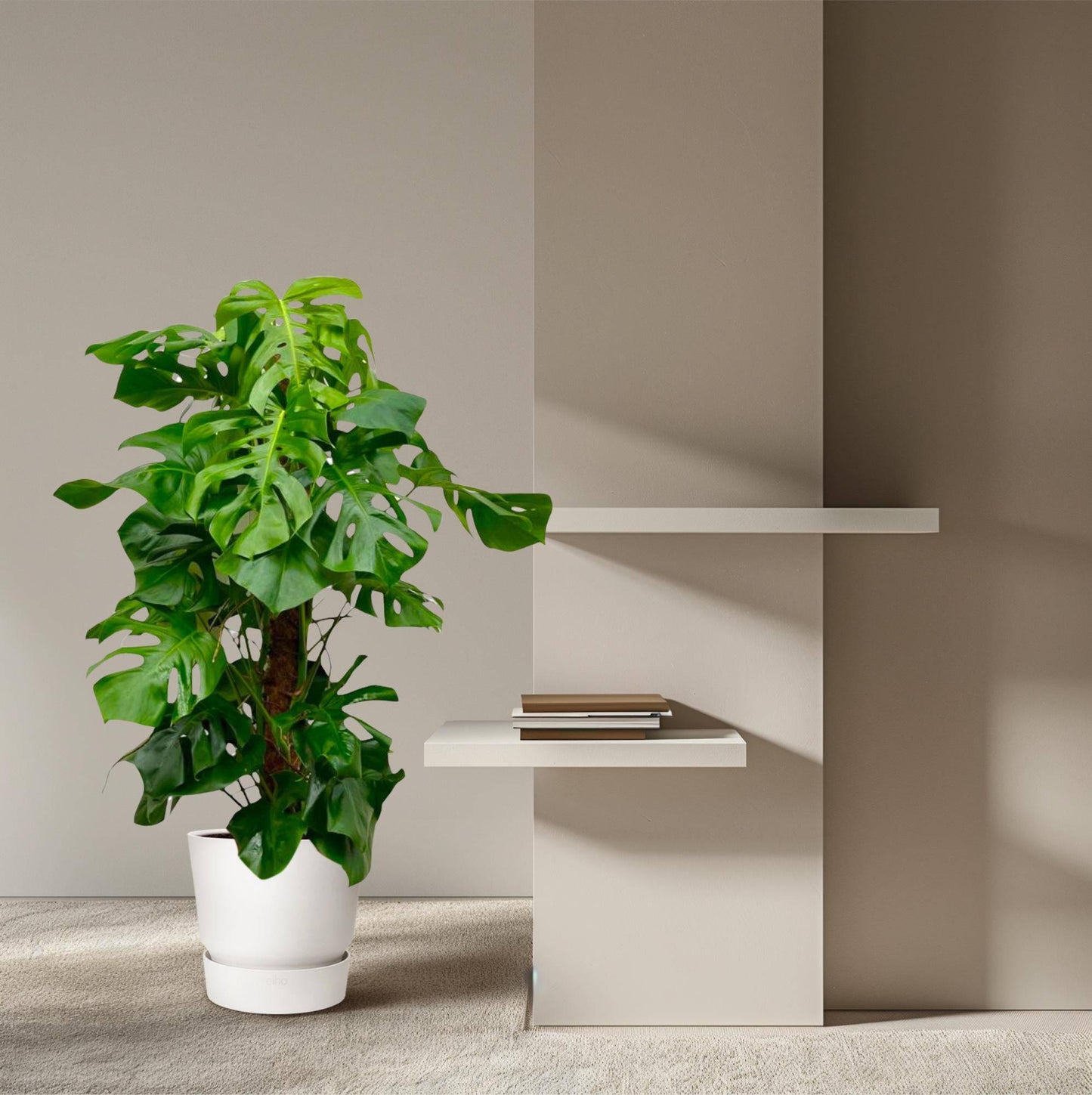 Monstera deliciosa XXL – 150 cm – Ø27 - Botanic-Vibes