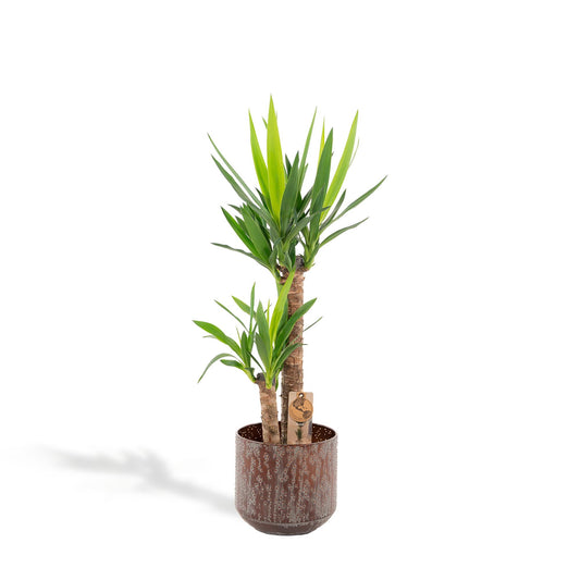 Yucca mit Topf – 100cm – Ø21cm