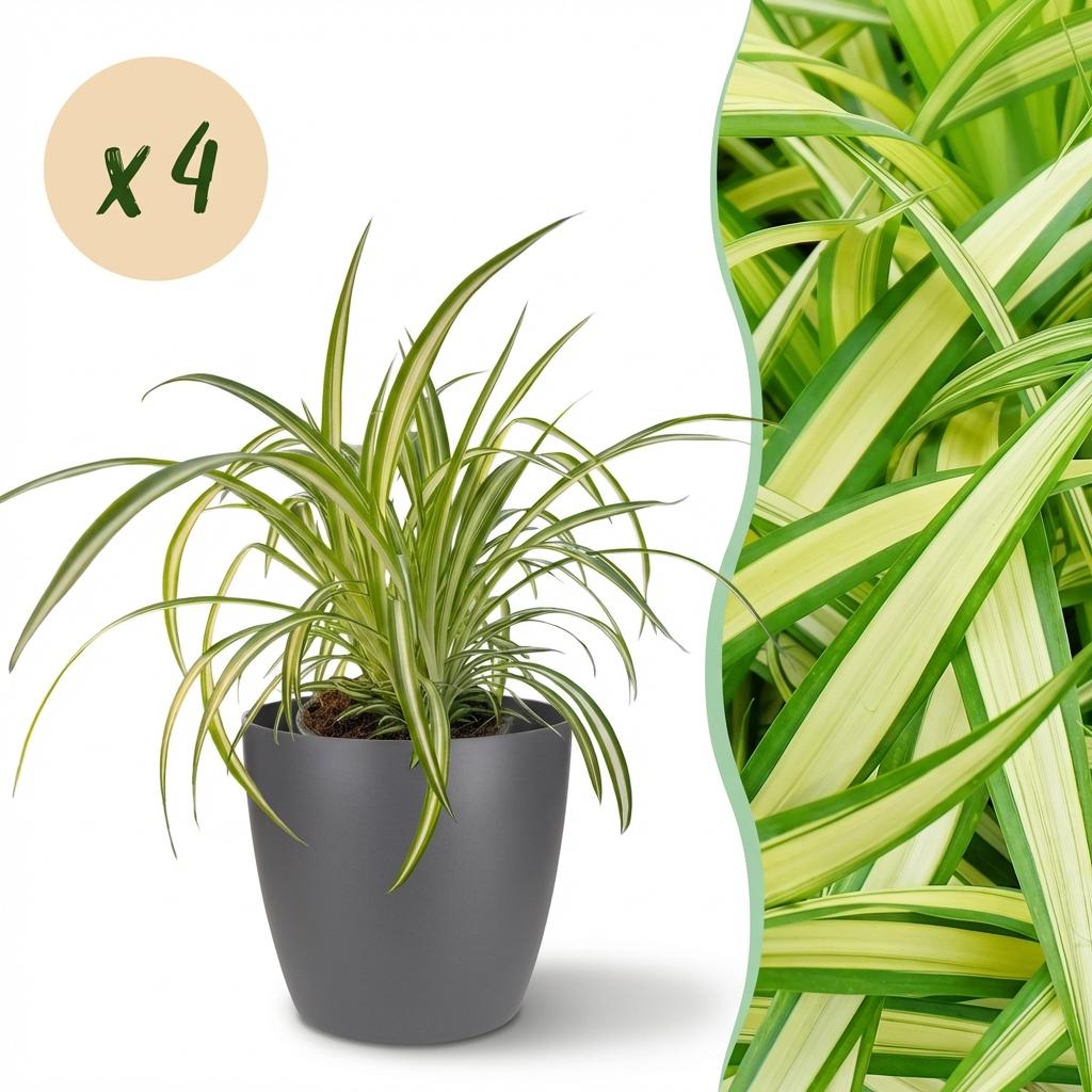 Green boutiQ, Zimmerpflanze, Chlorophytum comosum Variegatum, Bunte Graslilie, Haustierfreundliche Pflanze, Grün, Topf 12cm, Höhe 20cm
