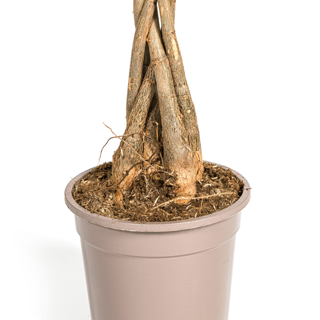 Pachira Aquatica Ø19cm - ↕70 - 90cm - Botanic-Vibes