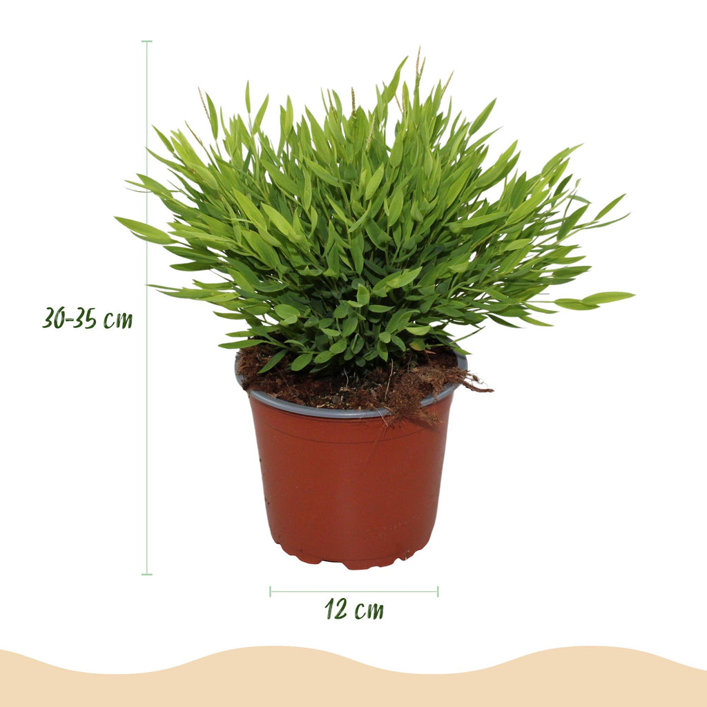 Green boutiQ, Zimmerpflanze, Bamusa Pogonatherum Monica, Bambusgras, Haustierfreundliche Pflanze, Grün, Topf 12cm, Höhe 20cm