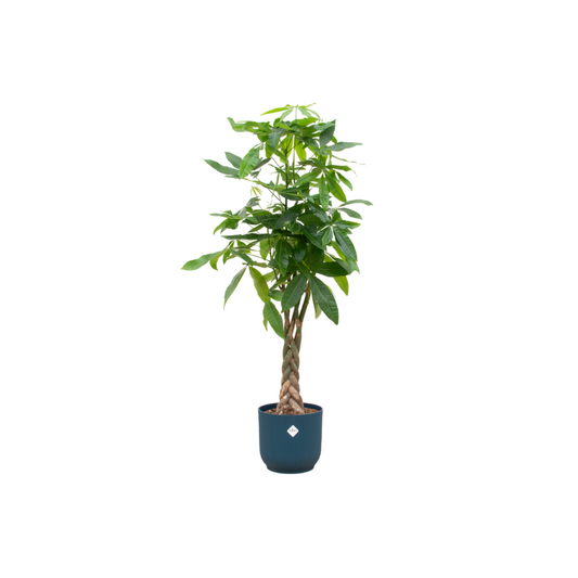 Combi deal - Pachira aquatica inklusive elho Vibes Fold Round Blau Ø30 – 140 cm