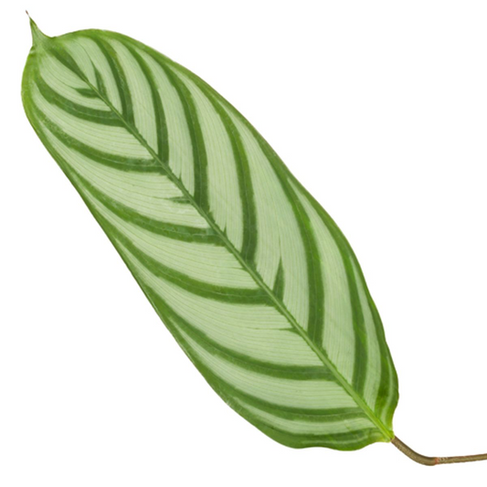 Calathea Compactstar – 90 cm – ø21