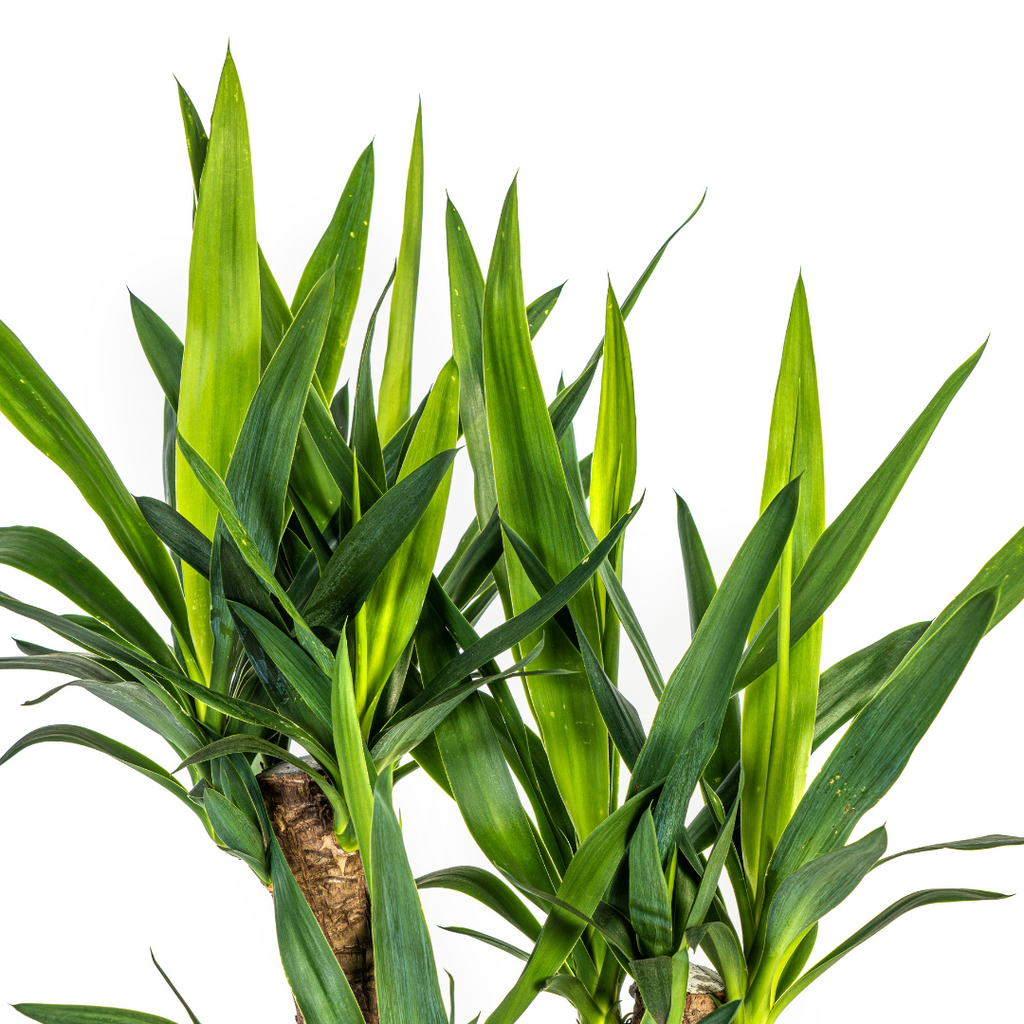 Yucca Elephantipes Verzweigt mit Korb Ø21 cm, 60-70 cm